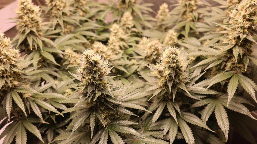 Diesel Fast F1 BX regular. Week 11
