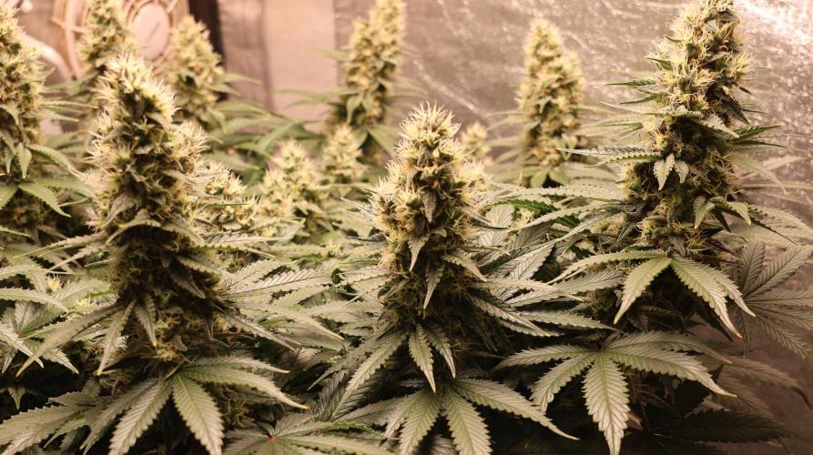 Diesel Fast F1 BX regular. Week 11