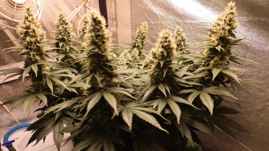 Diesel Fast F1 BX regular. Week 11