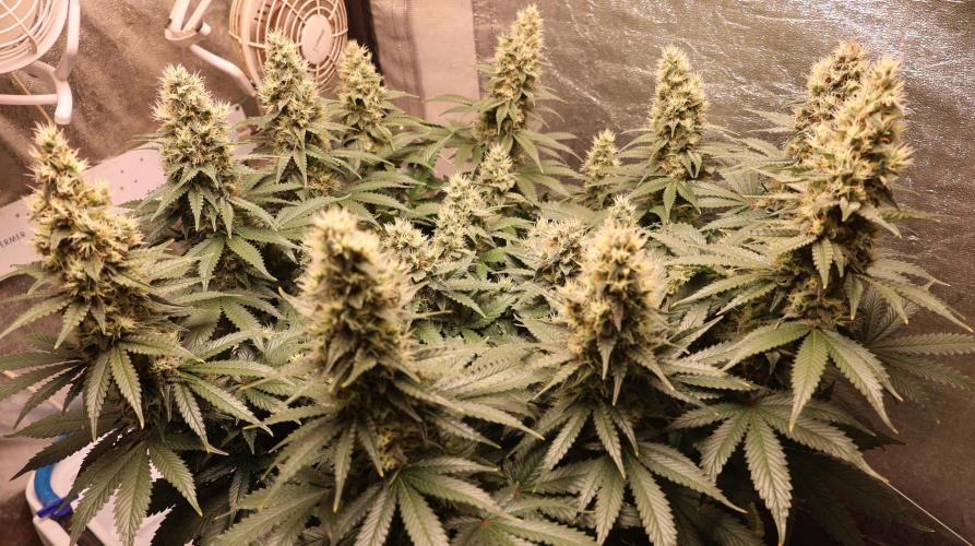 Diesel Fast F1 BX regular. Week 11