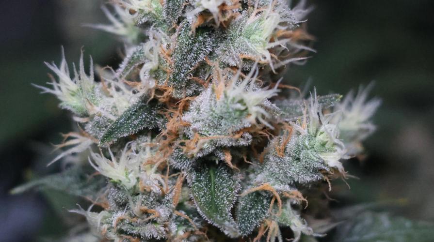Diesel Fast F1 BX regular. Week 12