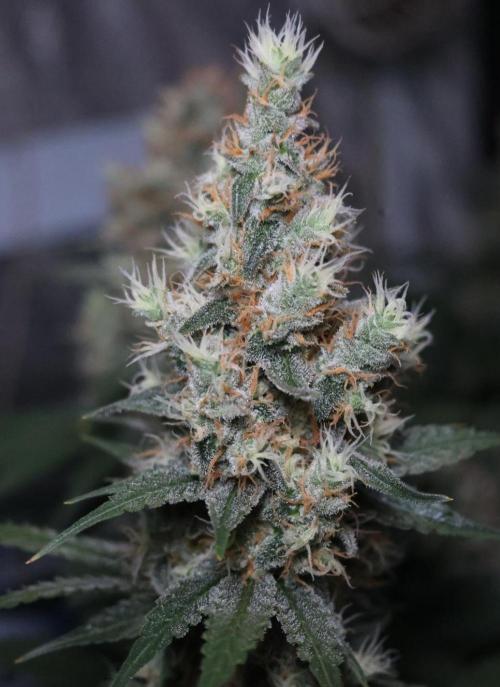 Diesel Fast F1 BX regular. Week 12