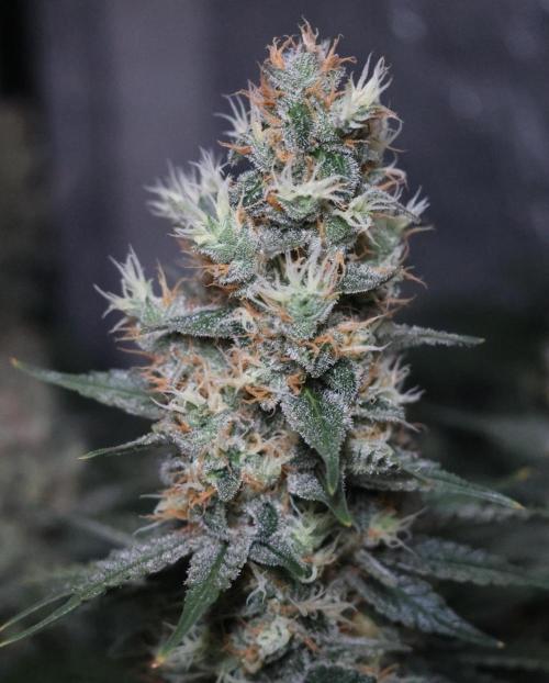 Diesel Fast F1 BX regular. Week 12