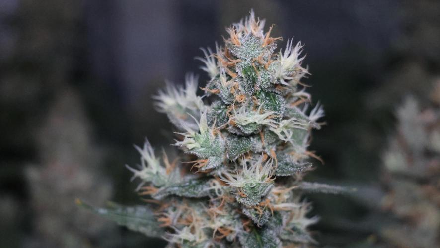 Diesel Fast F1 BX regular. Week 12
