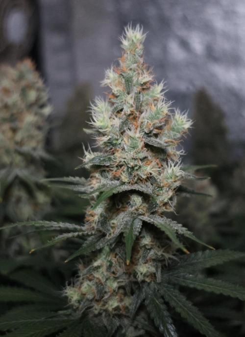 Diesel Fast F1 BX regular. Week 12