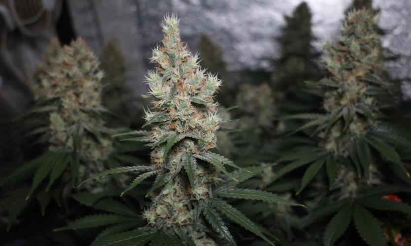 Diesel Fast F1 BX regular. Week 12