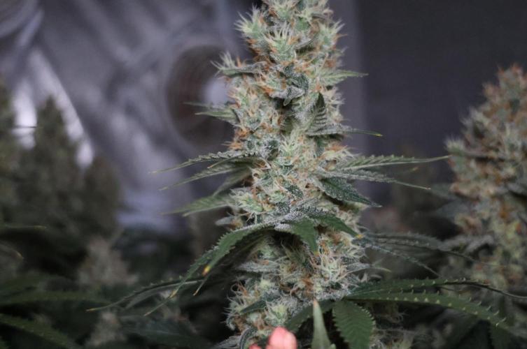 Diesel Fast F1 BX regular. Week 12