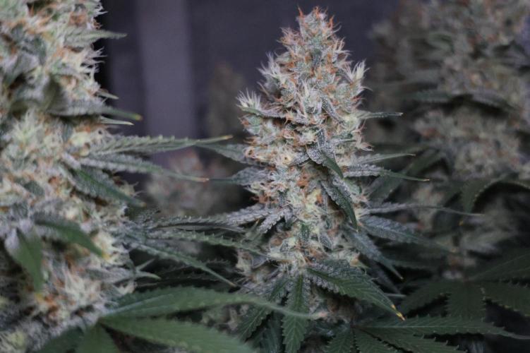 Diesel Fast F1 BX regular. Week 12