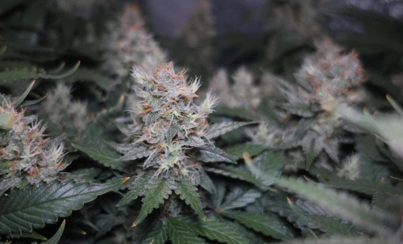 Diesel Fast F1 BX regular. Week 12