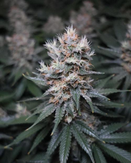 Diesel Fast F1 BX regular. Week 12