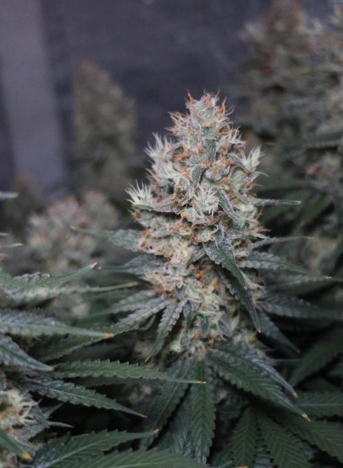 Diesel Fast F1 BX regular. Week 12