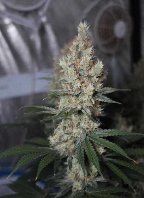 Diesel Fast F1 BX regular. Week 12