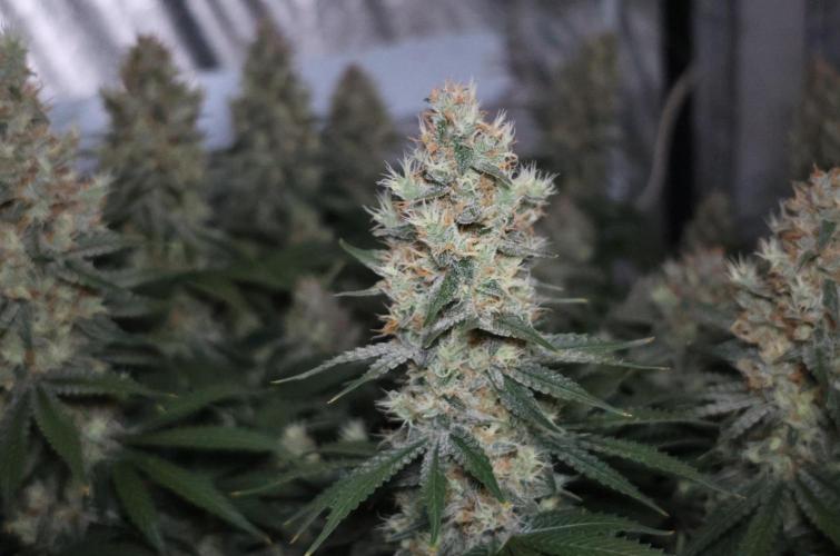 Diesel Fast F1 BX regular. Week 12
