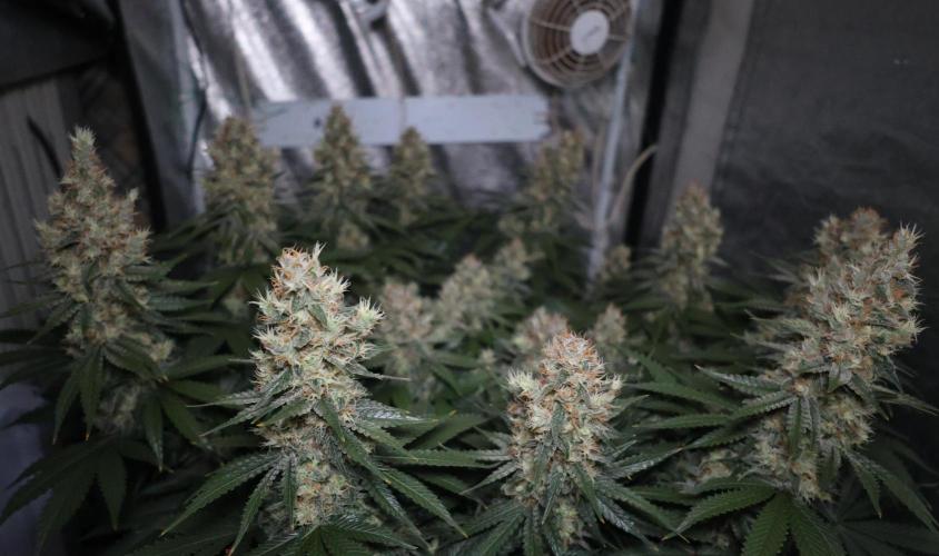 Diesel Fast F1 BX regular. Week 12