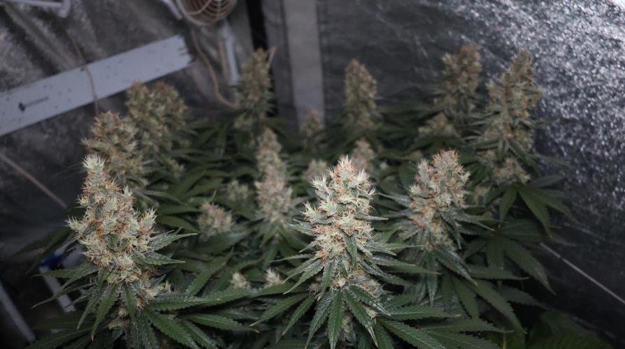 Diesel Fast F1 BX regular. Week 12