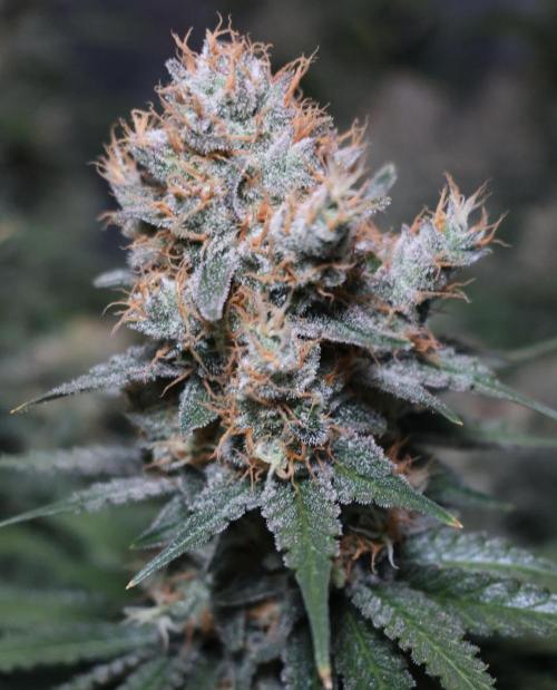 Diesel Fast F1 BX regular. Week 13
