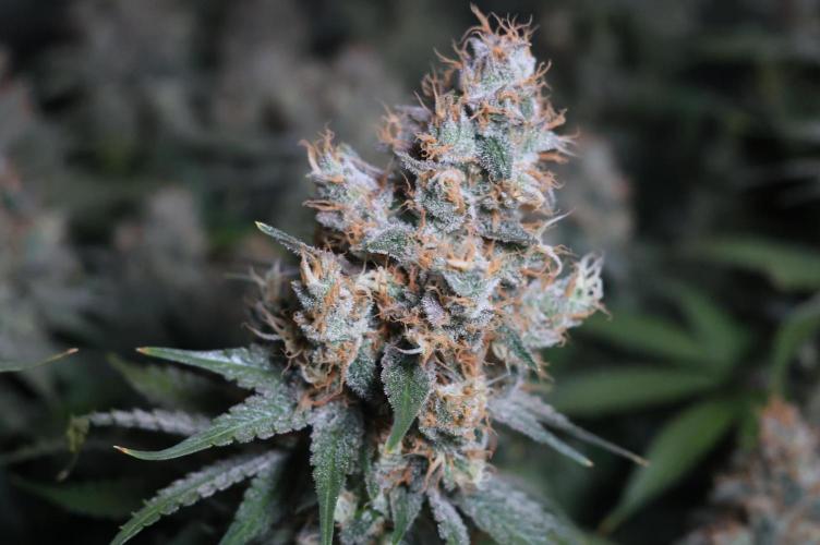 Diesel Fast F1 BX regular. Week 13