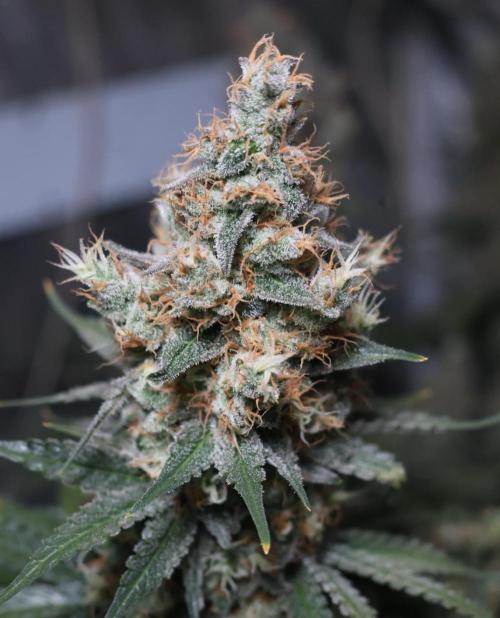 Diesel Fast F1 BX regular. Week 13