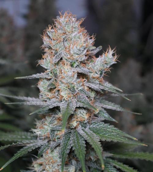 Diesel Fast F1 BX regular. Week 13