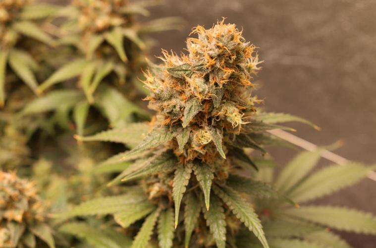 Diesel Fast F1 BX regular. Week 13