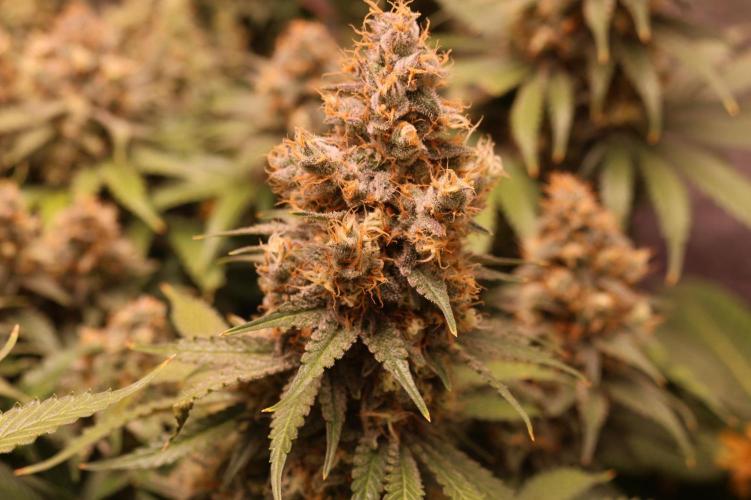 Diesel Fast F1 BX regular. Week 13