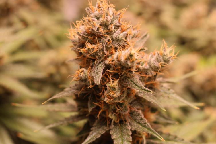 Diesel Fast F1 BX regular. Week 13