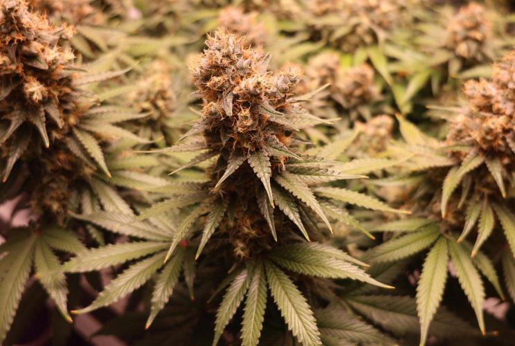 Diesel Fast F1 BX regular. Week 13