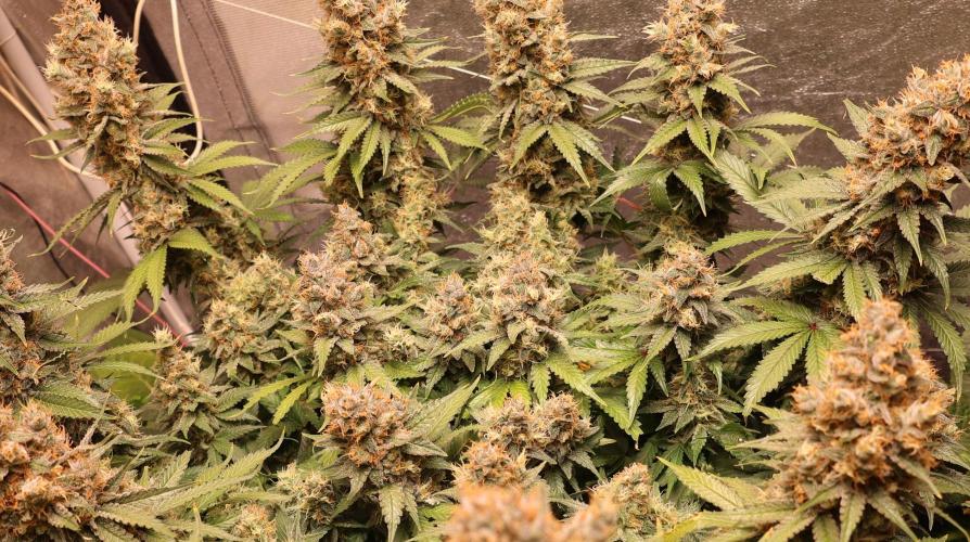 Diesel Fast F1 BX regular. Week 13