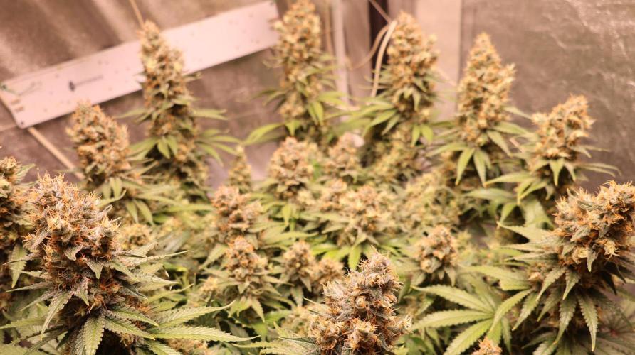 Diesel Fast F1 BX regular. Week 13