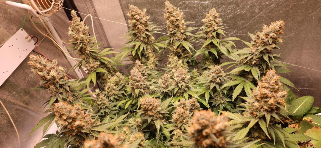 Diesel Fast F1 BX regular. Week 13