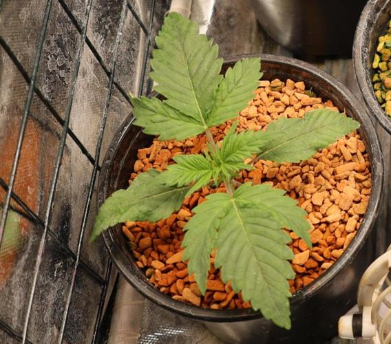 Diesel Fast F1 BX Regular. Week 2
