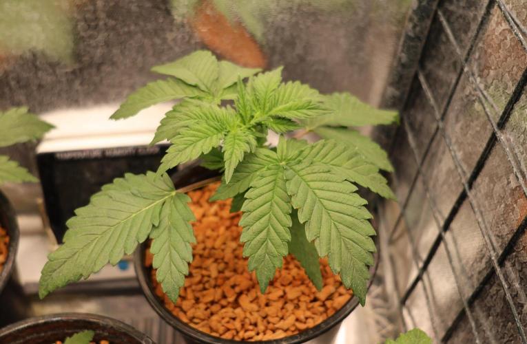 Diesel Fast F1 BX Regular. Week 3