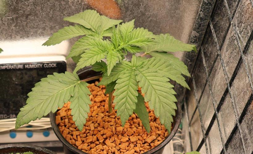 Diesel Fast F1 BX Regular. Week 3