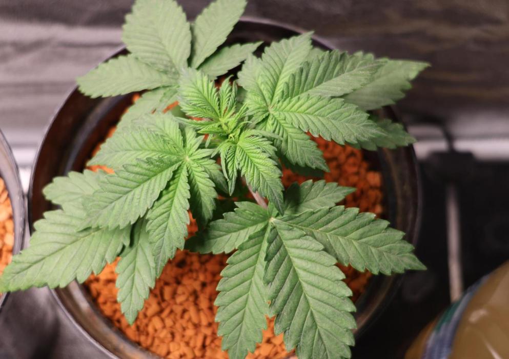 Diesel Fast F1 BX Regular. Week 4