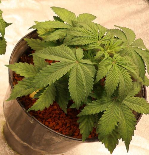 Diesel Fast F1 BX Regular. Week 5
