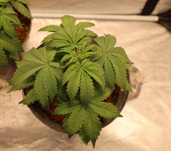 Diesel Fast F1 BX Regular. Week 5