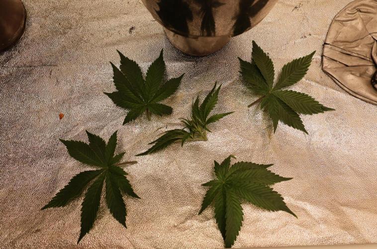 Diesel Fast F1 BX Regular. Week 6