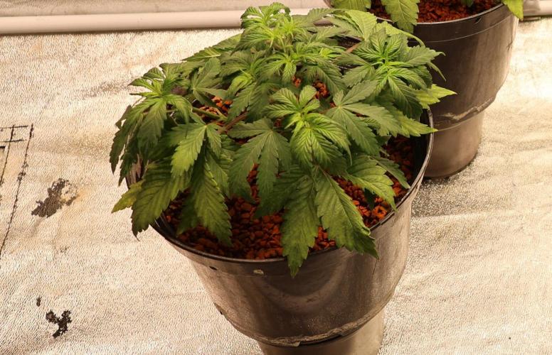 Diesel Fast F1 BX Regular. Week 6