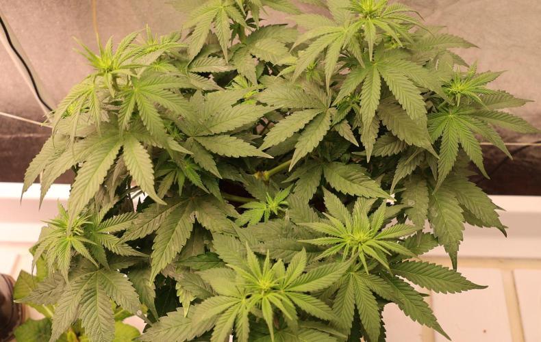Diesel Fast F1 BX Regular. Week 7