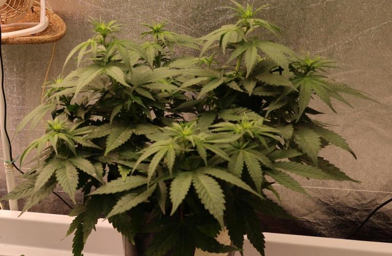 Diesel Fast F1 BX Regular. Week 7