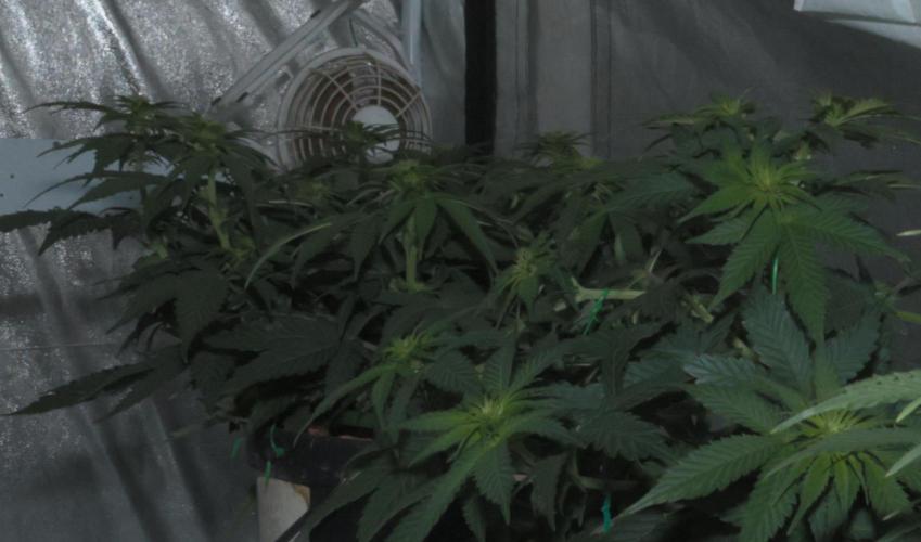 Diesel Fast F1 BX Regular. Week 8