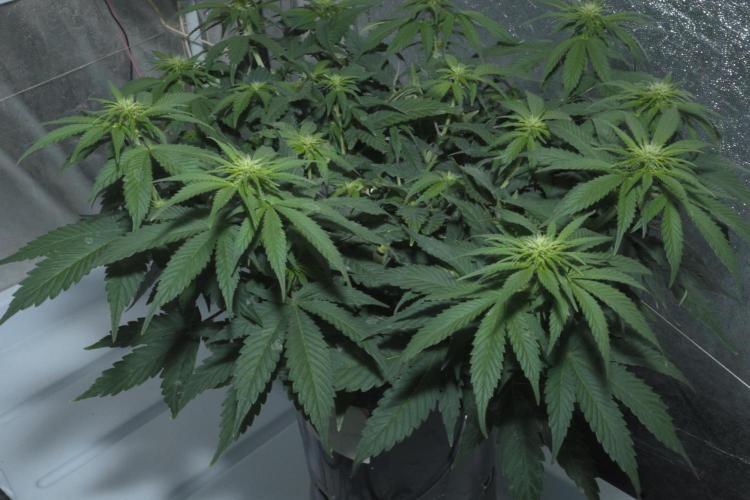 Diesel Fast F1 BX Regular. Week 8