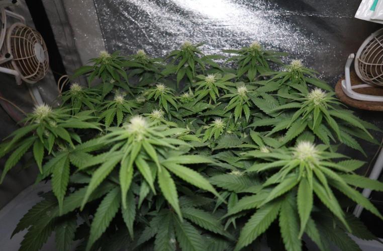Diesel Fast F1 BX Regular. Week 9