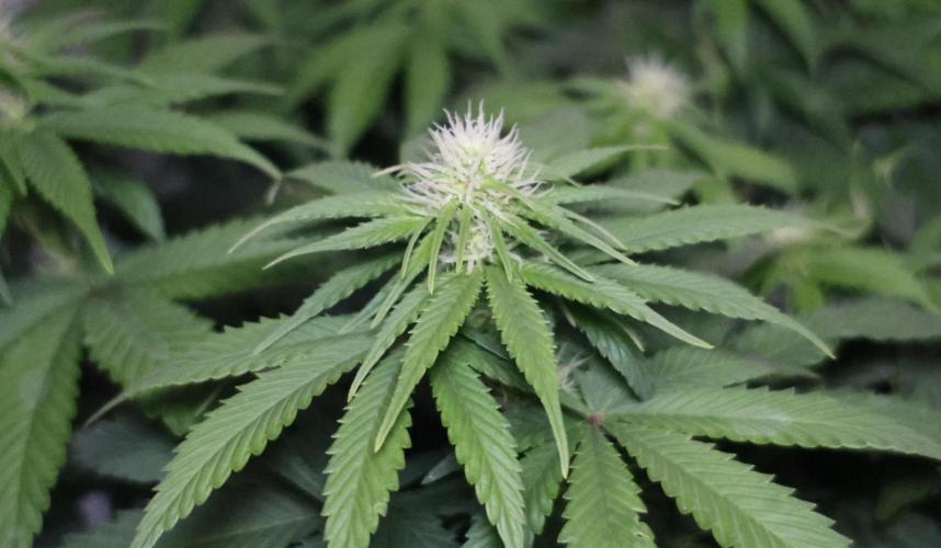 Diesel Fast F1 BX Regular. Week 9