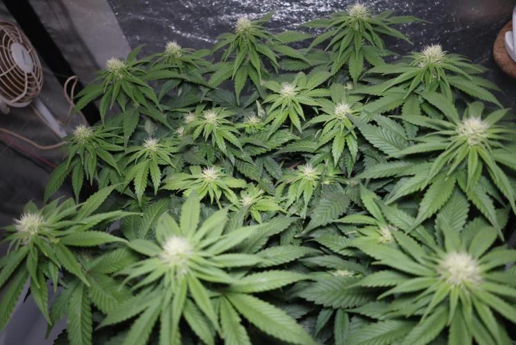 Diesel Fast F1 BX Regular. Week 9