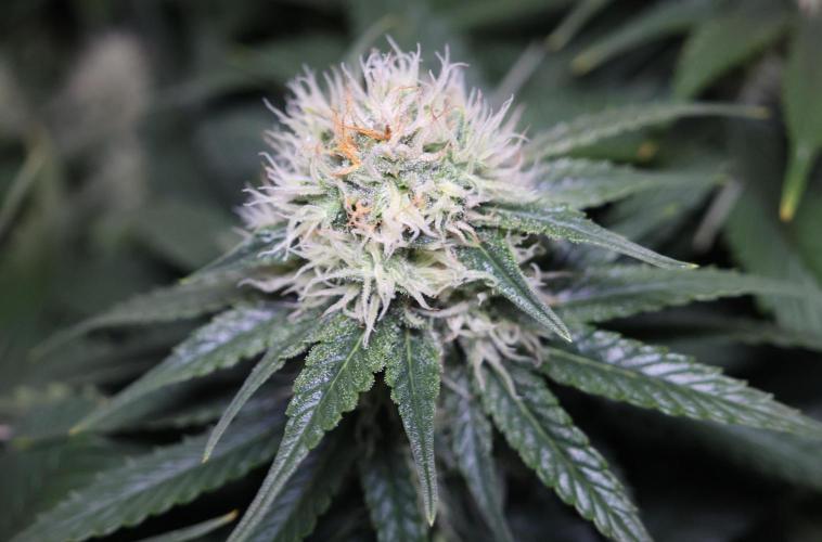 Diesel Fast F1 BX Regular. Week 10