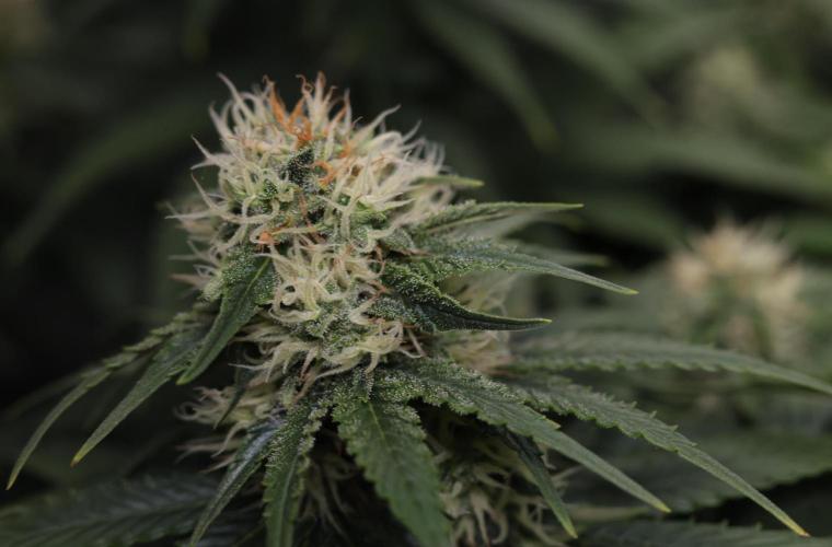 Diesel Fast F1 BX Regular. Week 10