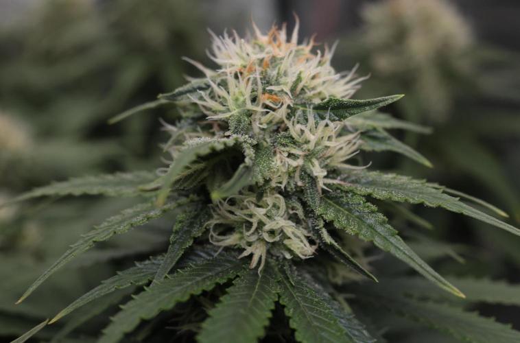 Diesel Fast F1 BX Regular. Week 10