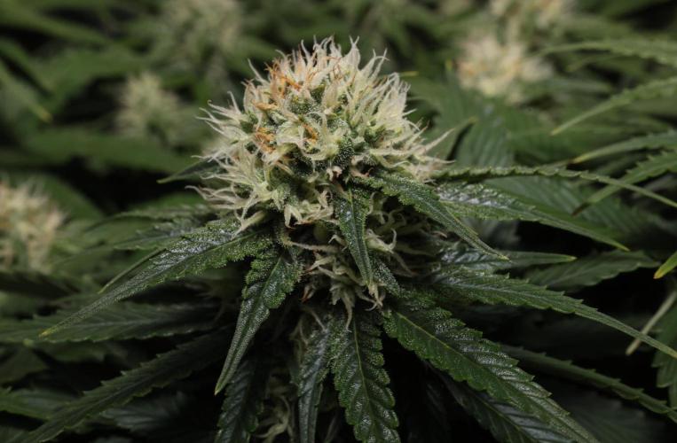 Diesel Fast F1 BX Regular. Week 10