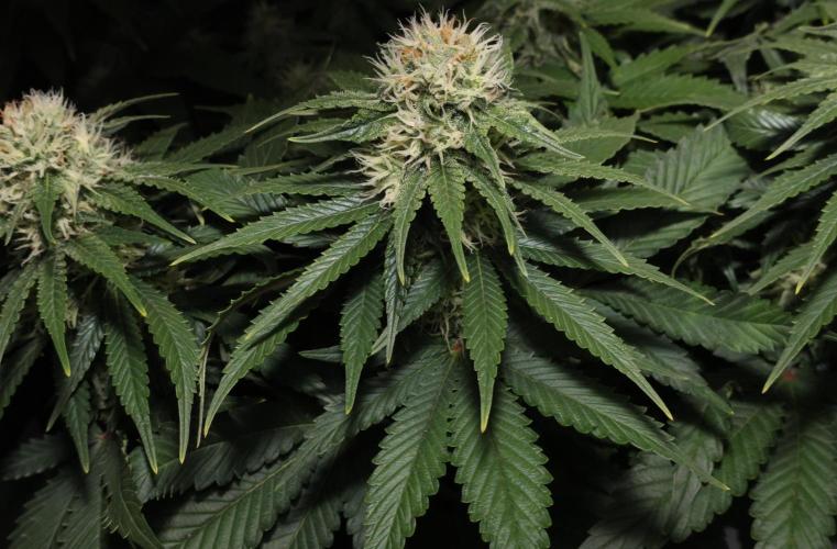 Diesel Fast F1 BX Regular. Week 10
